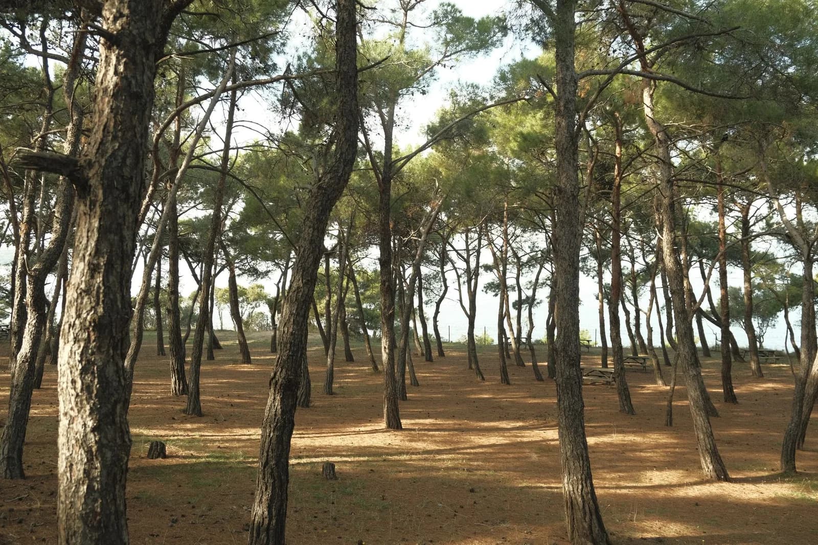 Sous-bois clairsemé de pins d'Alep aux troncs tortueux, avec des tables de pique-nique