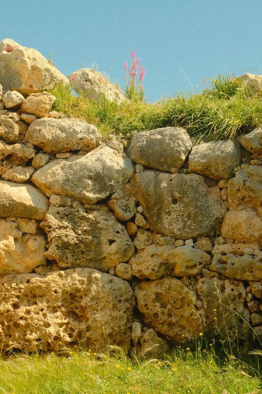 Mur de pierres calcaires brutes du temple mégalithique de Ġgantija à Gozo, herbe et fleurs au pied